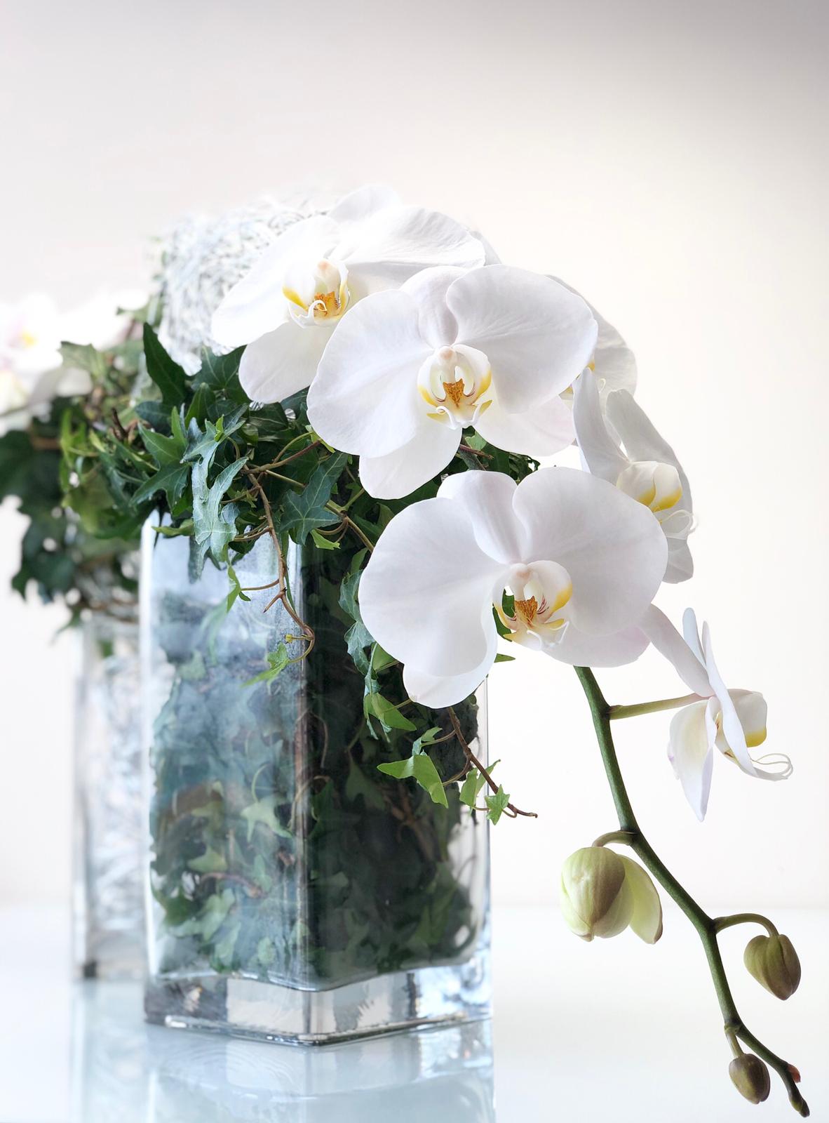 White Orchitecture