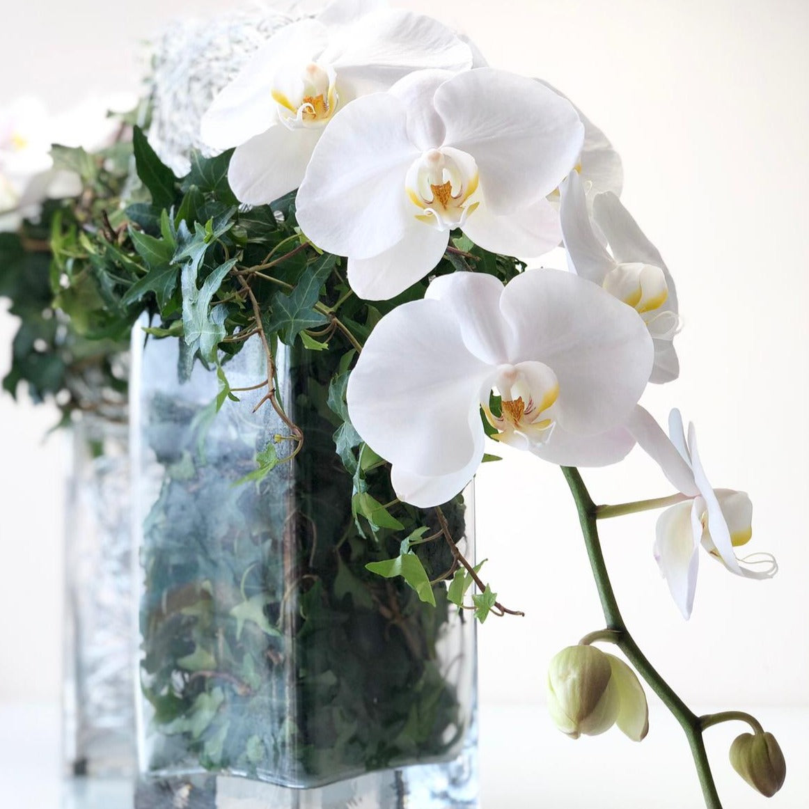 White Orchitecture